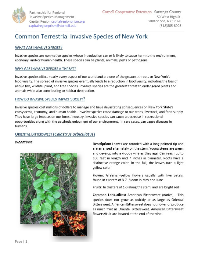 Common Terrestrial Invasive Species of New York