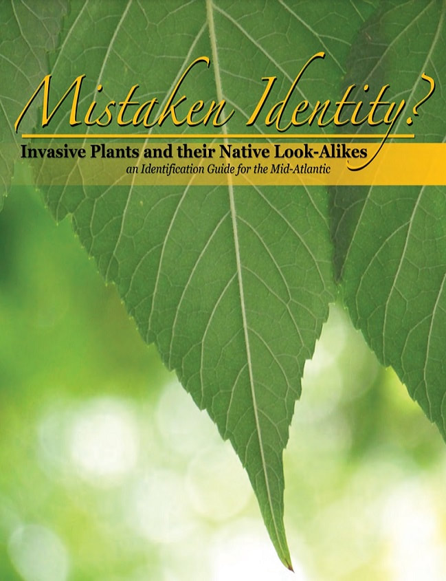 Mistaken Identity?  Invasive Plants and their Native Look-Alikes